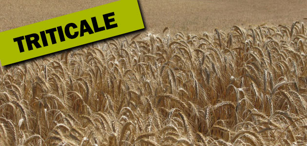 Triticale